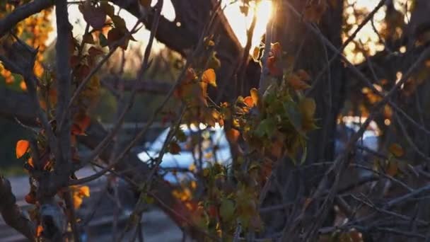 Солнце мигает в ветвях деревьев во время захода солнца — стоковое видео