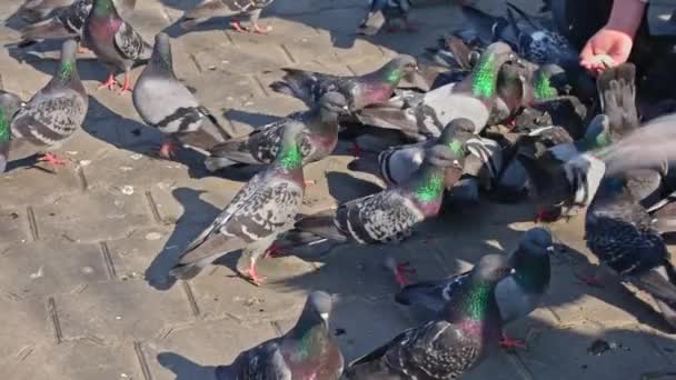 WOman feeding the city pigeons — Stock Video