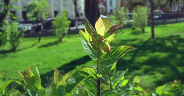 Verde giardino cespuglio b-roll set di aerei — Video Stock