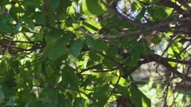 Rüzgar ve güneş parlamaları üzerinde hareket yaprakları ile Ceviz ağacı