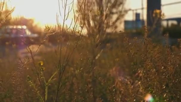 Dziki trawa Szalowanie na wiatr makro strzał — Wideo stockowe