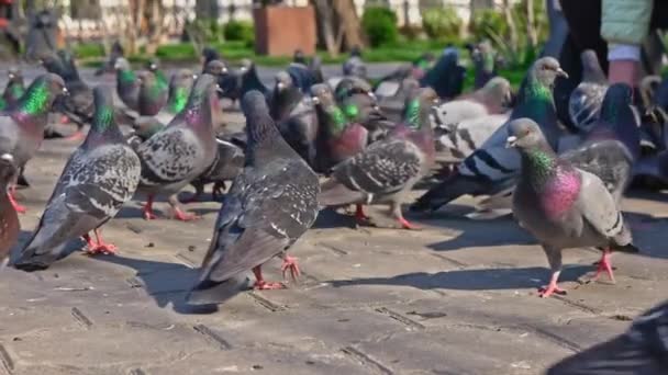 Terrain lwvwl shot of city pigeons troupeau nourri par la femme dans le parc — Video