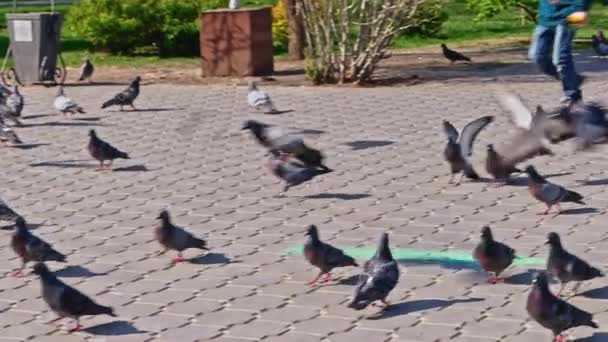 Boy and his dof trying to catch pigeons in park — Stock Video