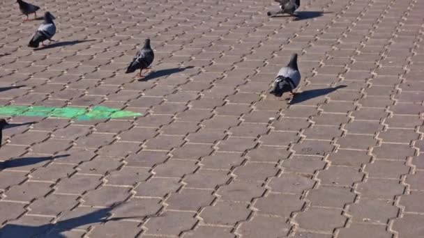 Nombreux pigeons marchant sur la chaussée du parc en slomo — Video