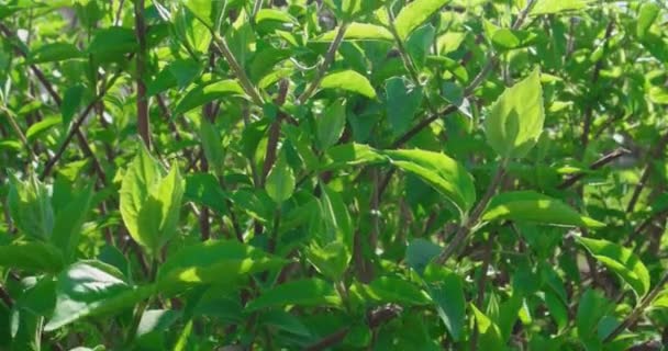 Arbusto verde no jardim b-roll — Vídeo de Stock