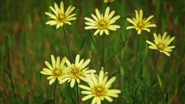 Dzika trawa z wieloma żółtymi kwiatami kołysze się na wiatr Tilt shot — Wideo stockowe