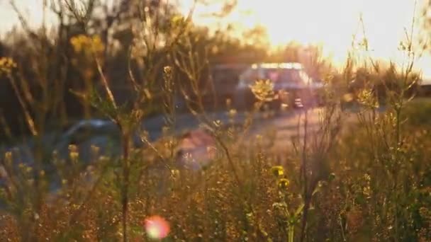 Scena estiva al tramonto con erba selvatica in primo piano e auto parcheggiata sullo sfondo — Video Stock