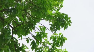 Kestane ağacı slomo açık gökyüzüne karşı çekilen gölgelik eğim yaprakları