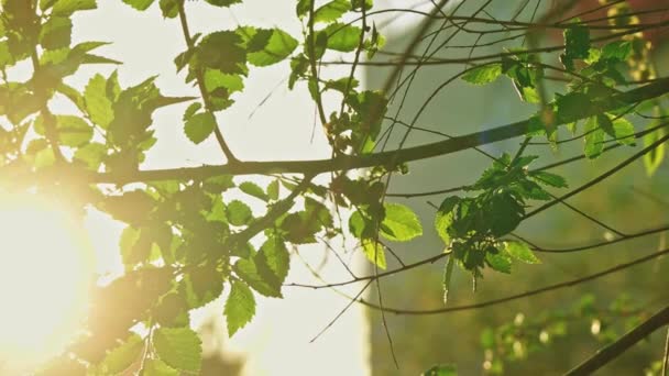 Elm tree branch in city park with backlit sun — Stock Video