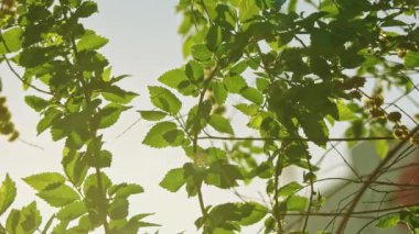 Gökyüzünün önünde sallanan yaprakları ile karaağaç dalları