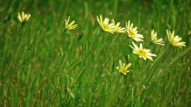 Wild flowers and spikelets waving with wind slomo — Stock Video