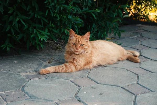 Apelsin katt vilar i skuggan av grön buske i parken — Stockfoto