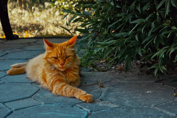 Orange katt vilar i skuggan av grön buske i parken tittar på kameran — Stockfoto