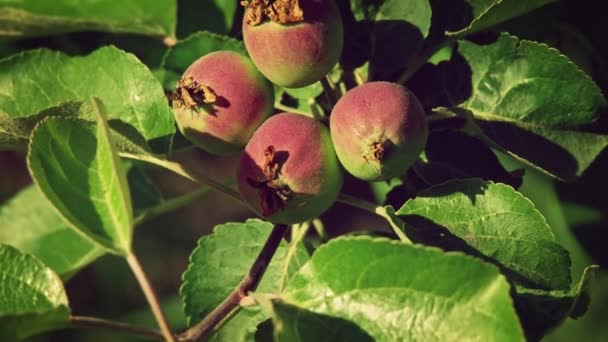 Young immature apples in the leaves of orchard tree closeup — Stock Video