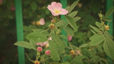 Bahçe çay yavaş hareket gül