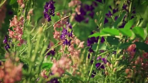 Un montón de flores silvestres ondeando en la brisa de cámara lenta — Vídeo de stock