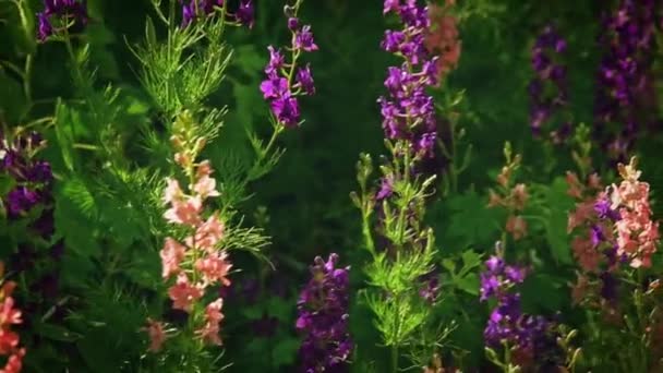 A lot of wildflowers waving on breeze slow motion pan closeup shot — Stock Video