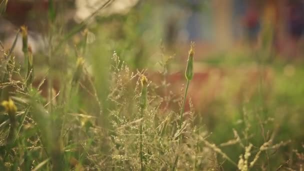 Dzikie trawy mieszane przyprawy poruszające się z wiatrem — Wideo stockowe