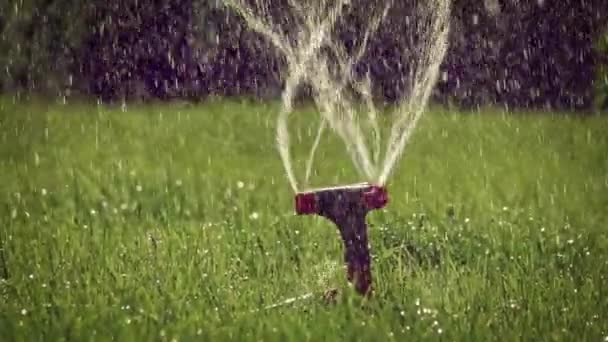 İplik çim sprinkler arkadan aydınlatmalı slomo — Stok video