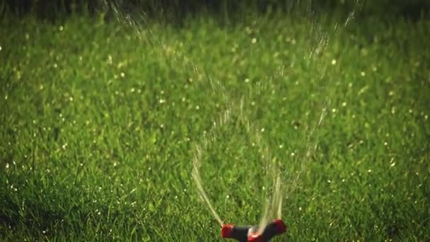 草的浇灌 智能花园 配有自动洒水灌溉系统 可在绿地 浇水草坪 洒水头轮转 并配备小便器 — 图库视频影像