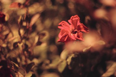 Bahçede bulanık solan kırmızı gül