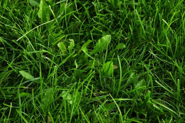 Plantain plant with green leaf in the wild grass Plantago major broadleaf plantain, white mans foot or greater plantain clipart