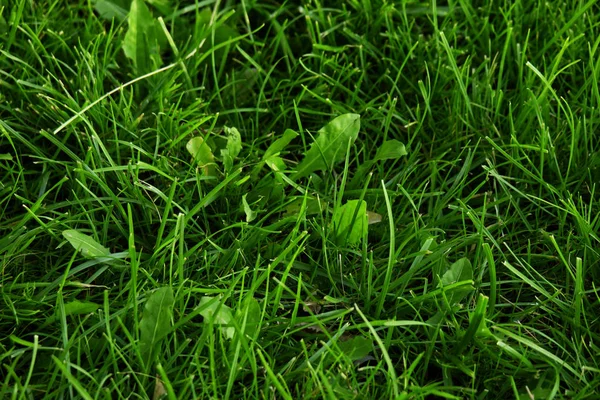 Groblad växt med gröna blad i det vilda gräset Plantago stora lövträd grobladan, vit mans fot eller större grobladet — Stockfoto