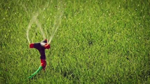 Panning shot of lawn sprinkler worling in summer day — Stock Video