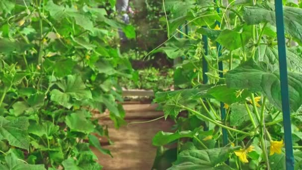 Greenhouse farm. Binnenkant van een komkommer kas — Stockvideo