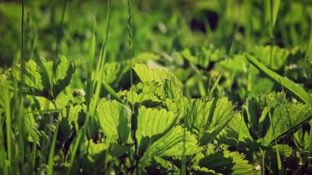 Plántulas de plantas frescas plantadas en suelo abierto cámara lenta — Vídeo de stock