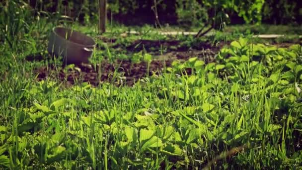 Semis de plantes fraîches plantés en sol ouvert baacklit au ralenti 