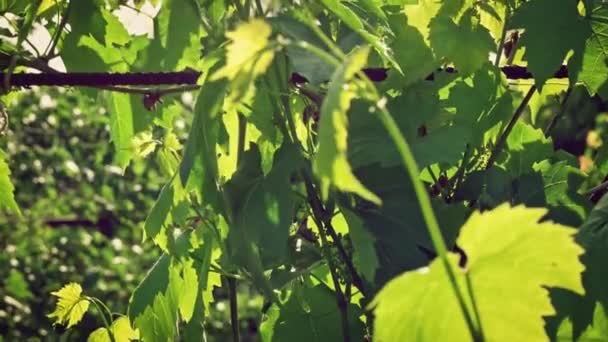 Nahaufnahme einer Bio-Traube im Gegenlicht in einem Weinberg bei Sonnenuntergang oder Sonnenaufgang mit flackernder Linse und langsamer Sonneneinstrahlung durch die Blätter. Frühling oder Sommer. — Stockvideo