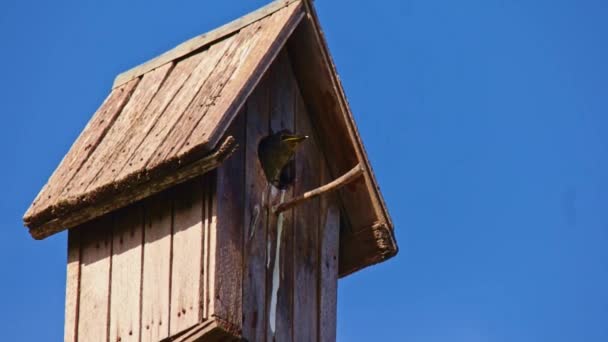 Spreeuw nestingen wachten op ouders op de veranda van een Birdhouse — Stockvideo