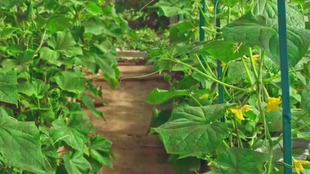 Crecimiento de pepinos en un pequeño invernadero de bricolaje — Vídeos de Stock