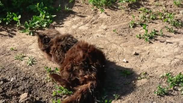 Gatto Nero Randagio Giace Terra Nel Parco Prende Sole Spegne — Video Stock