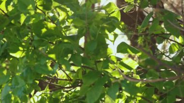 Ağaçlarda ve bahar ağacının yapraklarında güneş