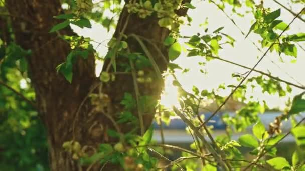सूर्य एल्म ट्री शाखाओं और स्लोमो में पत्तियों में चमकता है — स्टॉक वीडियो