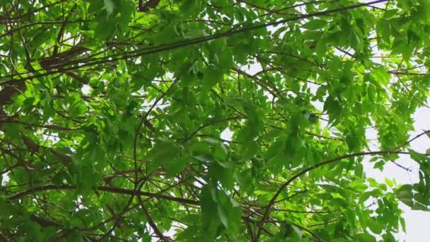Gökyüzünde sallanan kestane yaprakları — Stok video