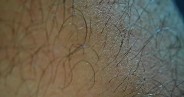 Макро волосатых ног человека. Волосы на частях тела показывают мужскую мужественность в соответствии со стереотипами общества — стоковое видео