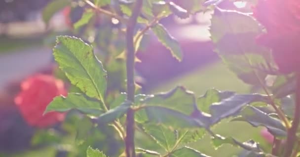 Vintage shoot roses in park — Stock Video