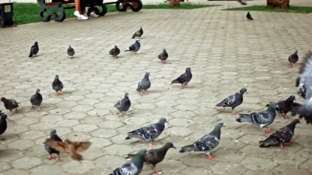 Rebanho de pombos que se alimentam no parque e lutam por comida — Vídeo de Stock