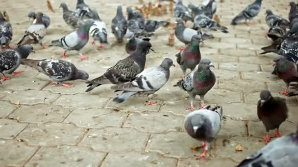 Many pigeons on park pavement feeding — Stock Video