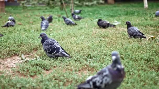 Şehir parkındaki çimlerin üzerinde bir sürü güvercin oturuyor. — Stok video