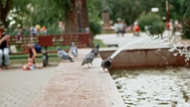 Pigeons play about fountain in park — Stock Video