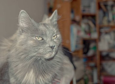 Gri bir kedi masanın üzerinde dinleniyor ve arka planda bir kitap rafı görebilirsiniz..