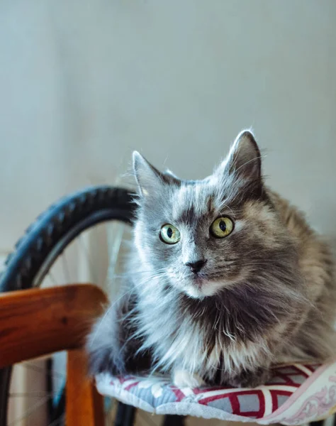 Um gato cinza repousa sobre uma tábua de engomar, e no fundo você pode ver uma roda . — Fotografia de Stock