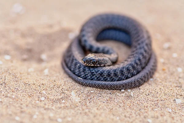 뱀 은모래 위의 코일을 공격하기에 안성맞춤이다 — 스톡 사진