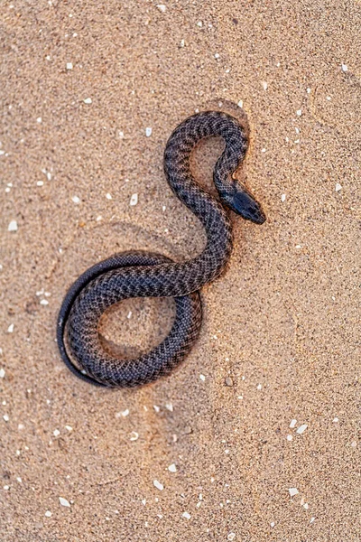 Serpent d'herbe noire est enroulement sur le sable au-dessus de la vue — Photo