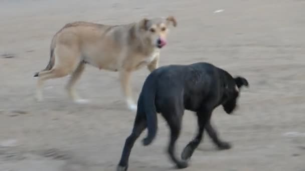 Dos perros callejeros huyendo de un camión de basura — Vídeo de stock