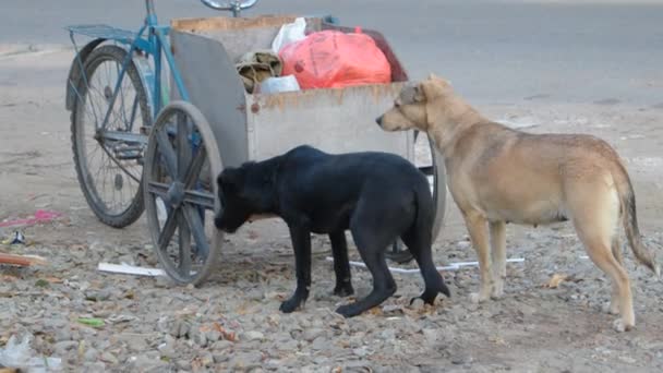 Dwa bezdomne psy wąchające śmieciarkę bezdomnego. — Wideo stockowe